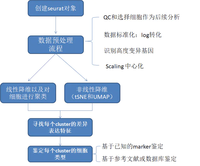 Seurat基本分析流程-香草杏仁