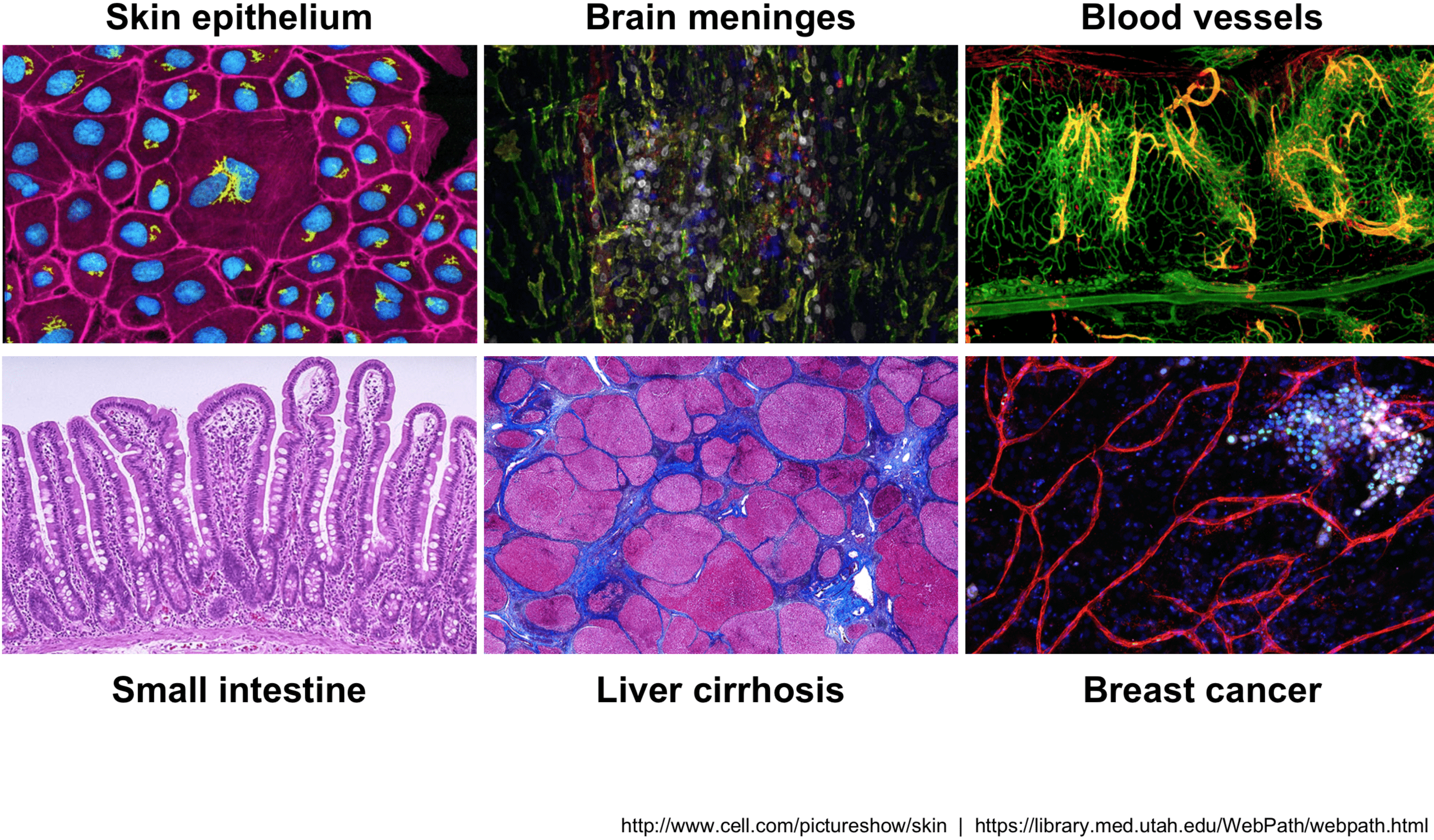 scRNA-seq简介-HBC lesson 1-香草杏仁