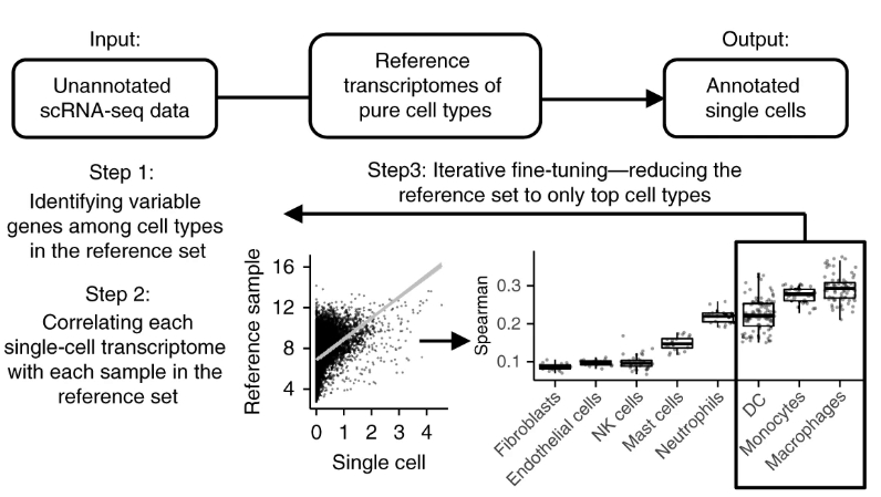 使用singleR预测细胞类型-香草杏仁