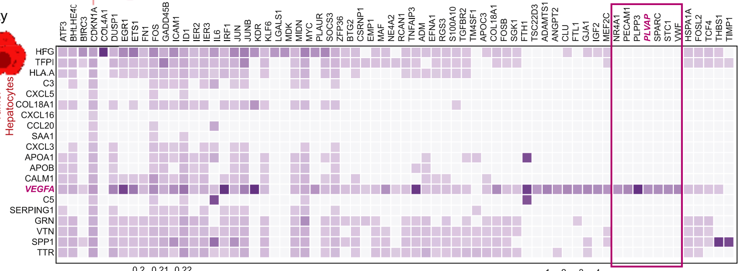 使用pheatmap可视化marker基因-香草杏仁