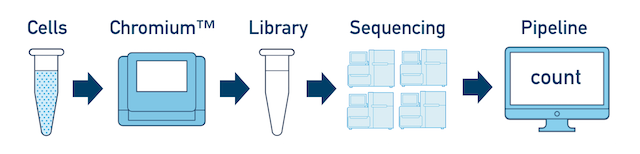 cellranger的安装-香草杏仁