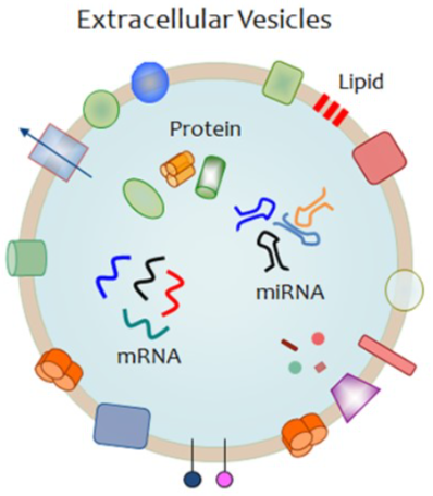 Circulation：动脉钙化与瓣膜钙化的EVs多组学揭示特异调控因子-香草杏仁