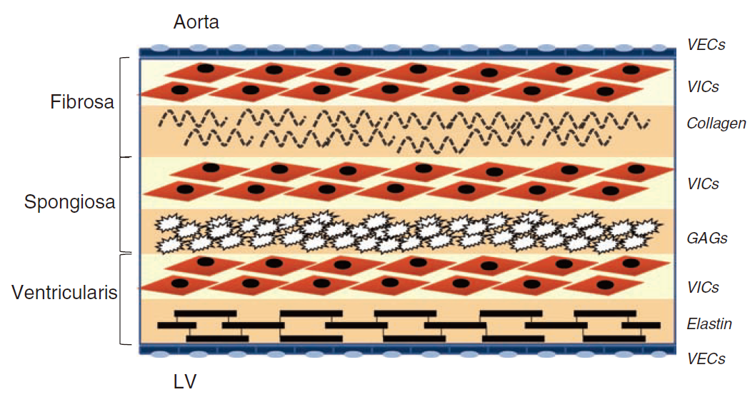 主动脉瓣组织学分层蛋白组学图谱-香草杏仁