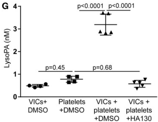 Activated%20platelets%20promote%20an%20osteogenic%20programm%20255b6a1b03bc4734b13a4e94a7841018/Untitled%2017.png