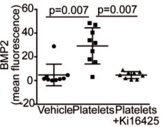 Activated%20platelets%20promote%20an%20osteogenic%20programm%20255b6a1b03bc4734b13a4e94a7841018/Untitled%2033.png