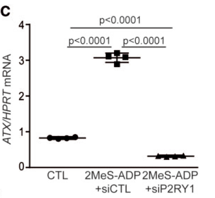 2MeS-ADP 是P2RY1受体激动剂，加入后显著提高了ATX活性；而同时加入siRNA敲除P2RY1后，ATX活性显著不增高。