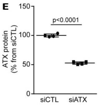 靶向ATX的siRNA干扰后用ELISA方法检测ATX的表达量降低