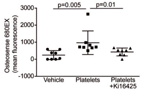 Activated%20platelets%20promote%20an%20osteogenic%20programm%20255b6a1b03bc4734b13a4e94a7841018/Untitled%2035.png