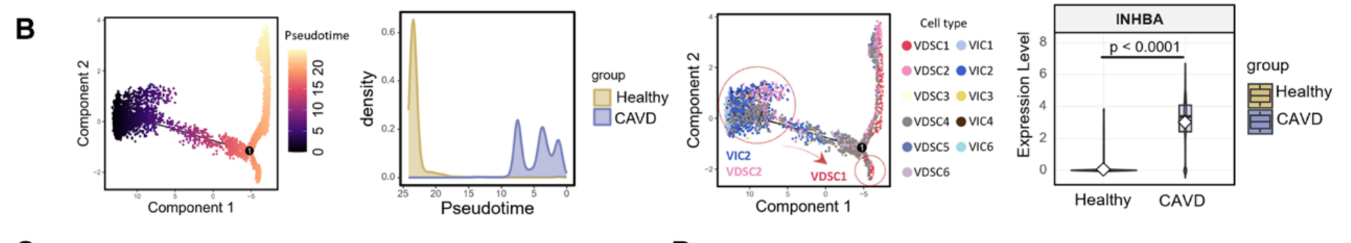 Figure 6B|健康到CAVD阶段的轨迹与INHBA