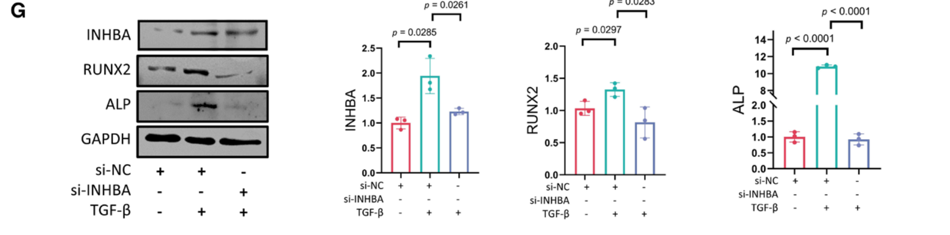 Figure 6G|INHBA参与TGFβ诱导的成骨反应