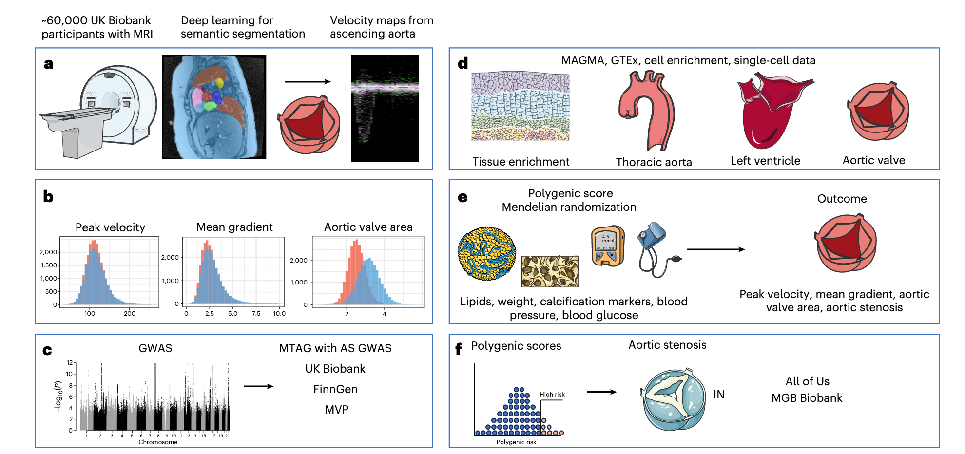 Nature Genetics:主动脉瓣功能及主动脉瓣狭窄风险相关遗传变异的多性状分析研究-香草杏仁