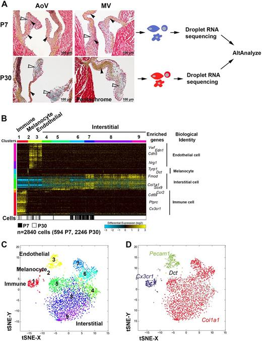 Maturation of heart valve cell populations during postnatal remodeling-香草杏仁