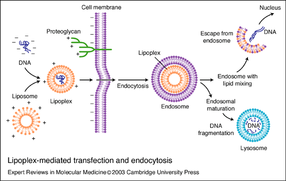 细胞工程-香草杏仁