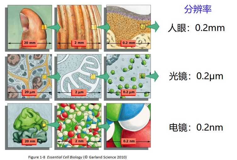 激光扫描共聚焦显微镜和超高分辨率显微镜-香草杏仁