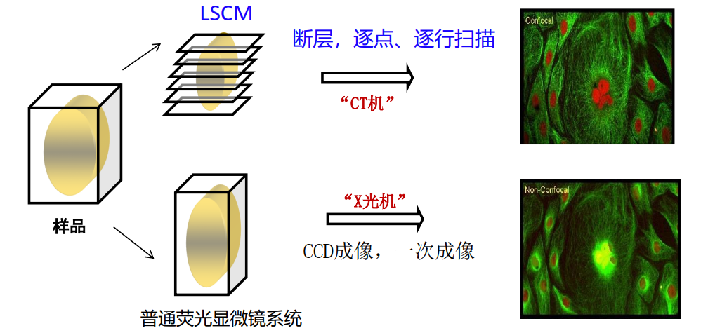 图片[6]-激光扫描共聚焦显微镜和超高分辨率显微镜-香草杏仁