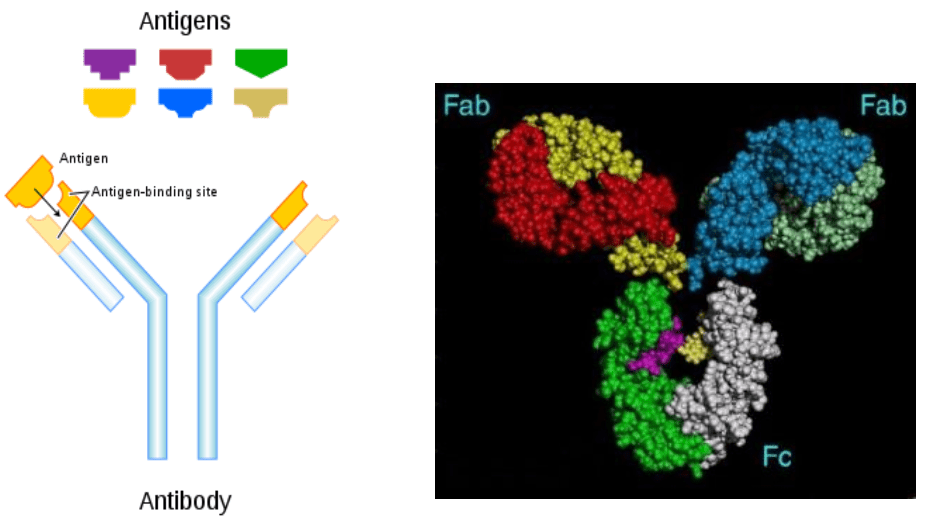 细胞化学技术-香草杏仁
