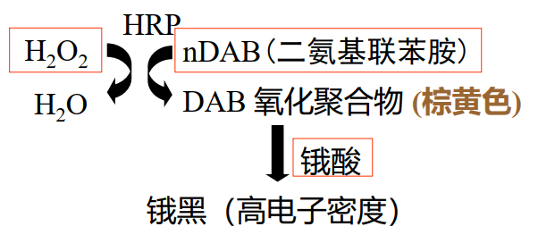 image-20210619223629198