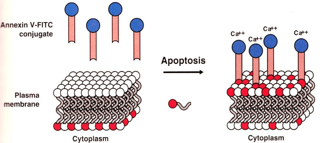 image-20210620010433467