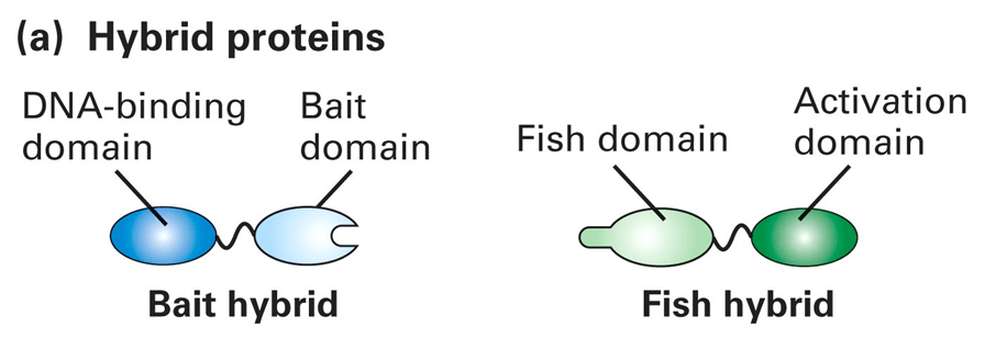 蛋白质-蛋白质相互作用-香草杏仁