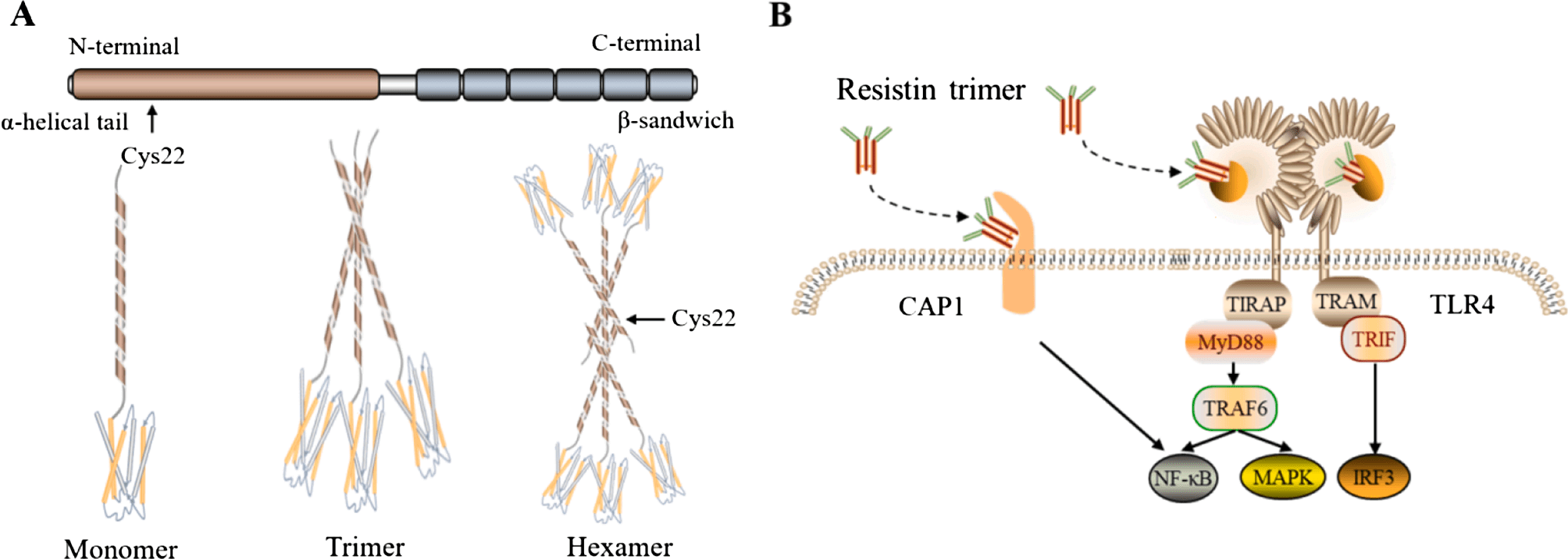 Resistin: Potential biomarker and therapeutic target in atherosclerosis-香草杏仁