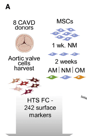 A disease-driver population within interstitial cells of human calcific aortic valves identified via single-cell and proteomic profiling （Cell Reports IF=9.4）-香草杏仁