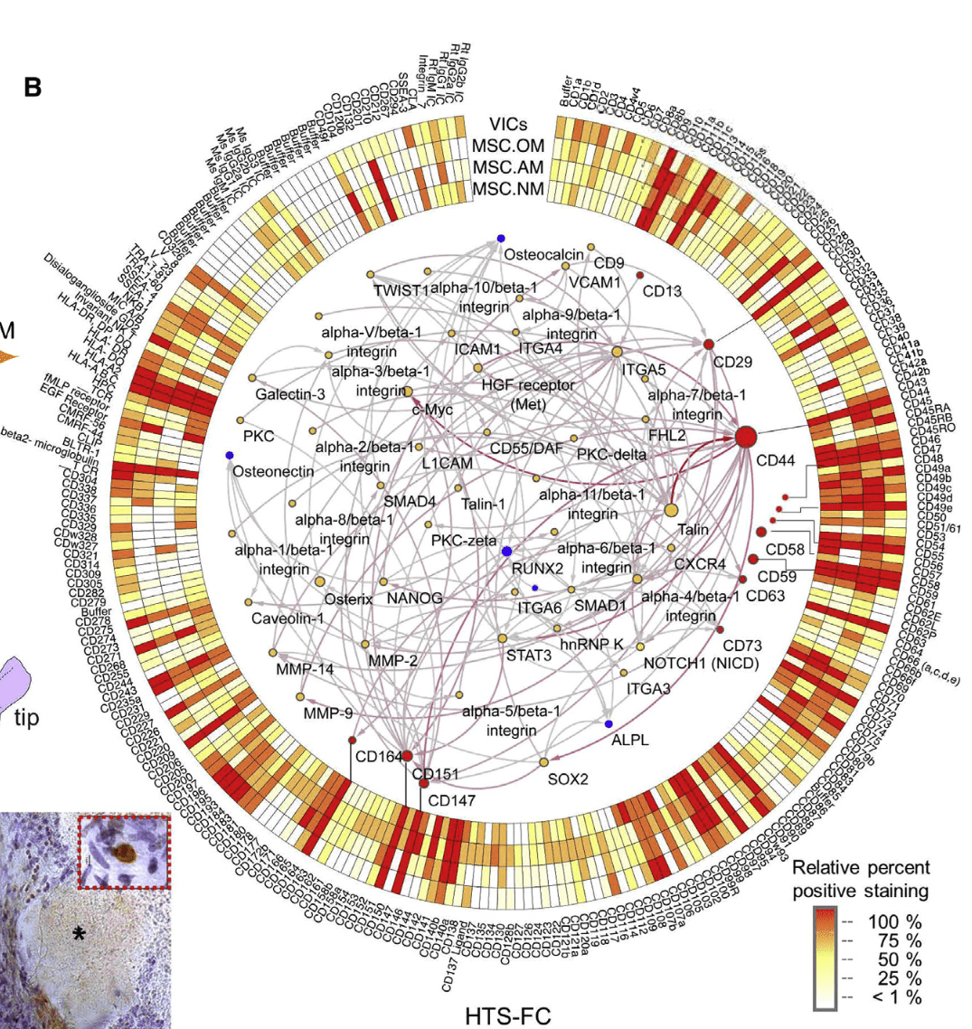 A disease-driver population within interstitial cells of human calcific aortic valves identified via single-cell and proteomic profiling （Cell Reports IF=9.4）-香草杏仁