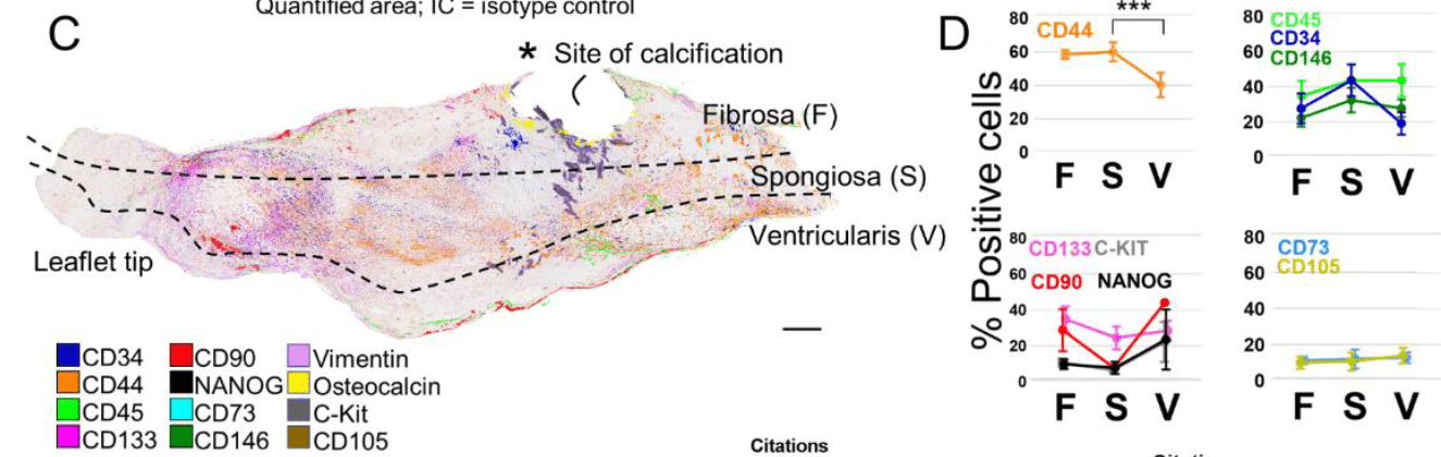 A disease-driver population within interstitial cells of human calcific aortic valves identified via single-cell and proteomic profiling （Cell Reports IF=9.4）-香草杏仁