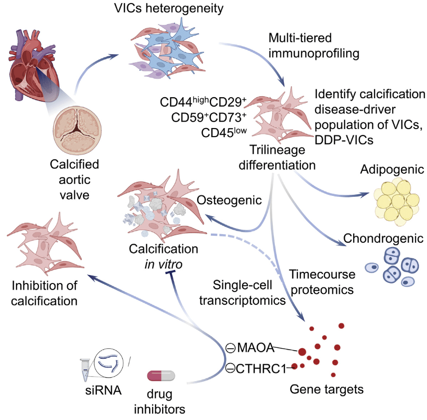 A disease-driver population within interstitial cells of human calcific aortic valves identified via single-cell and proteomic profiling (Cell Reports IF=9.4)-香草杏仁