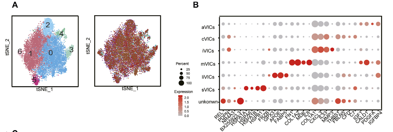 图片[4]-Midkine Prevents Calcification of Aortic Valve Interstitial Cells via Intercellular Crosstalk.-香草杏仁