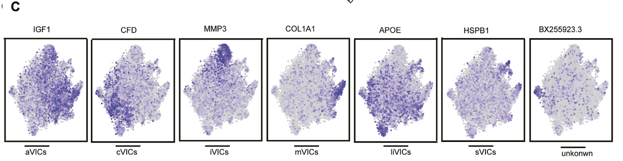 图片[5]-Midkine Prevents Calcification of Aortic Valve Interstitial Cells via Intercellular Crosstalk.-香草杏仁