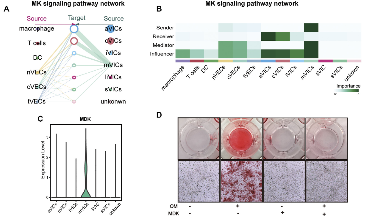 图片[9]-Midkine Prevents Calcification of Aortic Valve Interstitial Cells via Intercellular Crosstalk.-香草杏仁