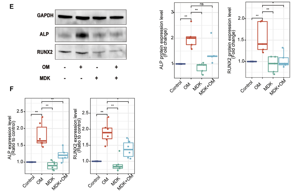 图片[10]-Midkine Prevents Calcification of Aortic Valve Interstitial Cells via Intercellular Crosstalk.-香草杏仁